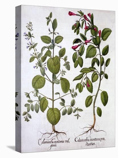 Calamints, from 'Hortus Eystettensis', by Basil Besler (1561-1629), Pub. 1613 (Hand-Coloured Engrav-German School-Premier Image Canvas