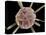 Calcareous Phytoplankton, SEM-Steve Gschmeissner-Premier Image Canvas