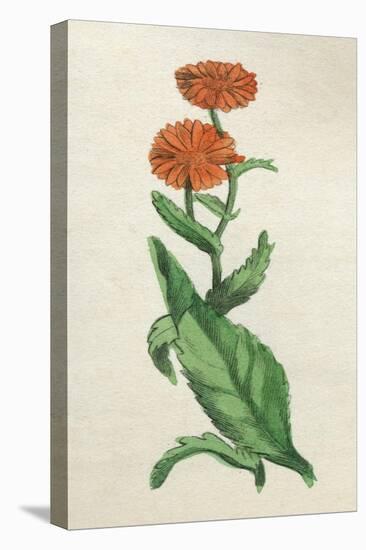 Calendula Officinalis-null-Stretched Canvas