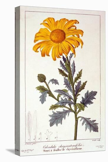 Calenudla Officinalis, or Pot Marigold, 1836-Pancrace Bessa-Premier Image Canvas