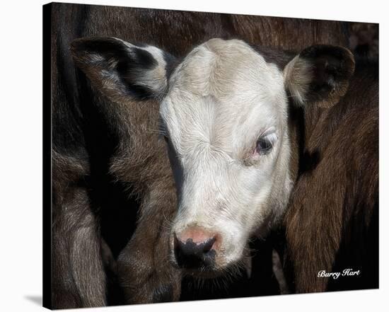 Calf #4-Barry Hart-Stretched Canvas