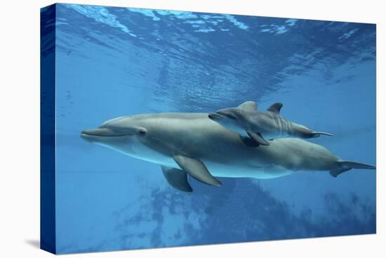 Calf Dolphin-Augusto Leandro Stanzani-Premier Image Canvas