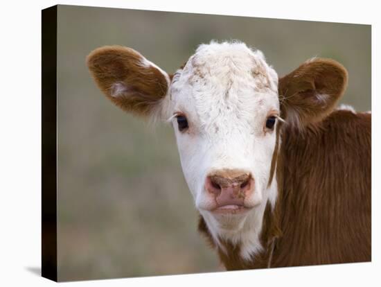 Calf Portrait-null-Premier Image Canvas