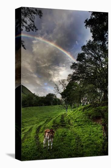 Calf with Green Field and Rainbow-Nish Nalbandian-Stretched Canvas