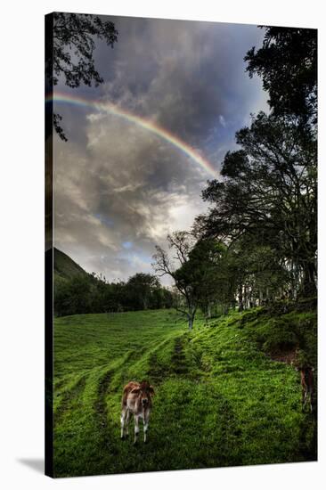 Calf with Green Field and Rainbow-Nish Nalbandian-Stretched Canvas