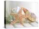 Cali Starfish II-null-Stretched Canvas