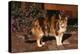 Calico Cat Outside-DLILLC-Premier Image Canvas