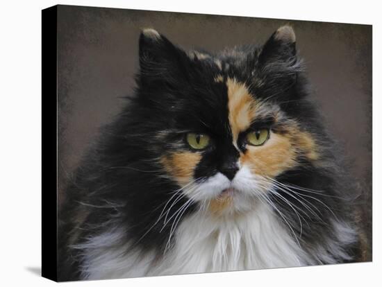 Calico Cat Portrait-Jai Johnson-Premier Image Canvas