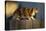 Calico Cat Walking on Fence-DLILLC-Premier Image Canvas