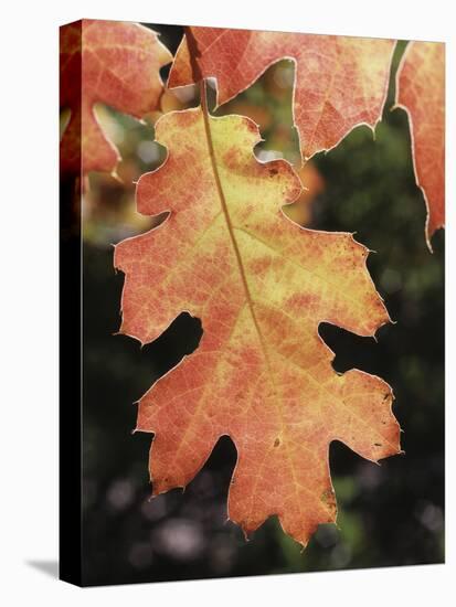 California, an Autumn Colored Oak Leaf in the Forest-Christopher Talbot Frank-Premier Image Canvas