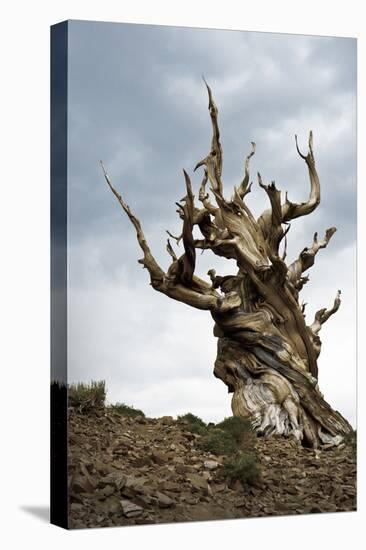 California, Ancient Bristlecone Pine, Shulman Grove-Bernard Friel-Premier Image Canvas