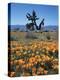 California, Antelope Valley, California Poppy and a Joshua Tree-Christopher Talbot Frank-Premier Image Canvas