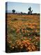 California, Antelope Valley, Joshua Trees and Wildflowers Cover a Hill-Christopher Talbot Frank-Premier Image Canvas