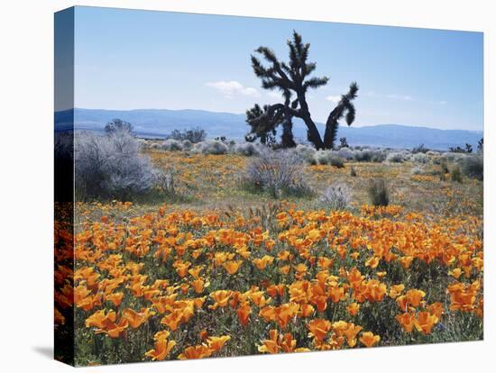 California, Antelope Valley, Joshua Trees in California Poppy-Christopher Talbot Frank-Premier Image Canvas