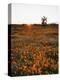 California, Antelope Valley, Sunrise Behind a Joshua Tree and Flowers-Christopher Talbot Frank-Premier Image Canvas