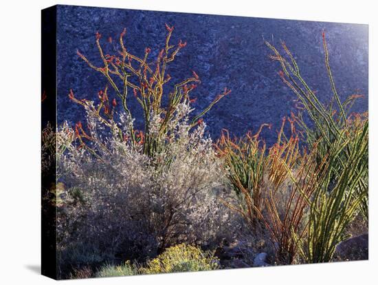 California, Anza Borrego Desert Sp, Backlit Ocotillos and Brittlebush-Christopher Talbot Frank-Premier Image Canvas