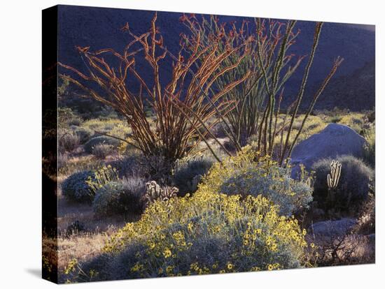 California, Anza Borrego Desert Sp, Backlit Ocotillos and Brittlebush-Christopher Talbot Frank-Premier Image Canvas