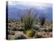 California, Anza Borrego Desert Sp, Brittlebush and Blooming Ocotillo-Christopher Talbot Frank-Premier Image Canvas
