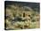 California, Anza Borrego Desert Sp, Cholla Cacti and Ocotillos-Christopher Talbot Frank-Premier Image Canvas