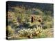 California, Anza Borrego Desert Sp, Cholla Cacti and Ocotillos-Christopher Talbot Frank-Premier Image Canvas