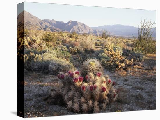 California, Anza Borrego Desert Sp, Hedgehog and Barrel Cactus-Christopher Talbot Frank-Premier Image Canvas