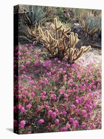 California, Anza Borrego Desert Sp, Sand Verbena and a Cholla Cactus-Christopher Talbot Frank-Premier Image Canvas