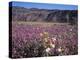 California, Anza Borrego Desert Sp, Sand Verbena and Primrose-Christopher Talbot Frank-Premier Image Canvas