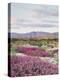 California, Anza Borrego Desert Sp, Sand Verbena in the Desert-Christopher Talbot Frank-Premier Image Canvas