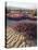 California, Anza Borrego Desert Sp, Sand Verbena on a Sand Dune-Christopher Talbot Frank-Premier Image Canvas