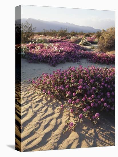 California, Anza Borrego Desert Sp, Sand Verbena on a Sand Dune-Christopher Talbot Frank-Premier Image Canvas