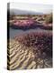 California, Anza Borrego Desert Sp, Sand Verbena on a Sand Dune-Christopher Talbot Frank-Premier Image Canvas