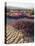 California, Anza Borrego Desert Sp, Sand Verbena on a Sand Dune-Christopher Talbot Frank-Premier Image Canvas