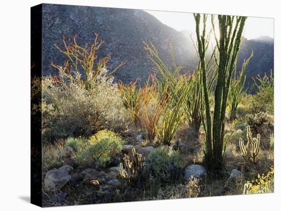 California, Anza Borrego Desert Sp, the Sunset Through Ocotillos-Christopher Talbot Frank-Premier Image Canvas
