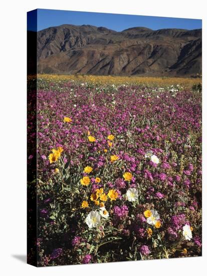 California, Anza Borrego Desert Sp, Wildflowers in Desert-Christopher Talbot Frank-Premier Image Canvas