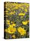 California, Anza Borrego Desert State Park, Desert Sunflowers-Christopher Talbot Frank-Premier Image Canvas