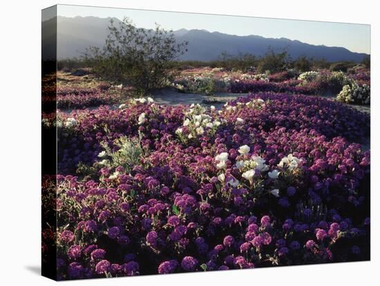 California, Anza Borrego Desert State Park, Desert Wildflowers-Christopher Talbot Frank-Premier Image Canvas