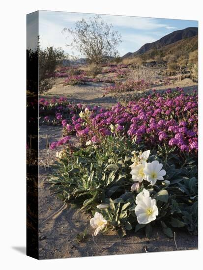 California, Anza Borrego Desert State Park, Desert Wildflowers-Christopher Talbot Frank-Premier Image Canvas