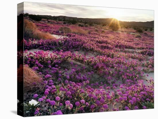 California, Anza Borrego Desert State Park, Desert Wildflowers-Christopher Talbot Frank-Premier Image Canvas