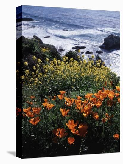 California, Big Sur Coast, Central Coast, California Poppy and Ocean-Christopher Talbot Frank-Premier Image Canvas