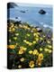 California, Big Sur Coast, Central Coast, California Poppy-Christopher Talbot Frank-Premier Image Canvas