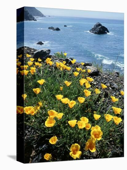 California, Big Sur Coast, Central Coast, California Poppy-Christopher Talbot Frank-Premier Image Canvas