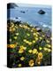 California, Big Sur Coast, Central Coast, California Poppy-Christopher Talbot Frank-Premier Image Canvas