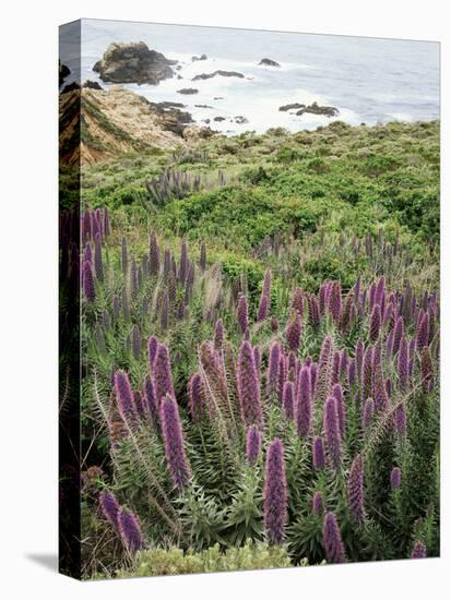 California, Big Sur Coastline, Wildflowers Along the Coast-Christopher Talbot Frank-Premier Image Canvas