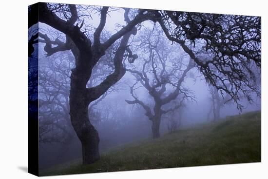 California Black Oaks, Evening, Mt Diablo State Park, California, USA-Charles Gurche-Premier Image Canvas