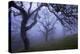 California Black Oaks, Evening, Mt Diablo State Park, California, USA-Charles Gurche-Premier Image Canvas