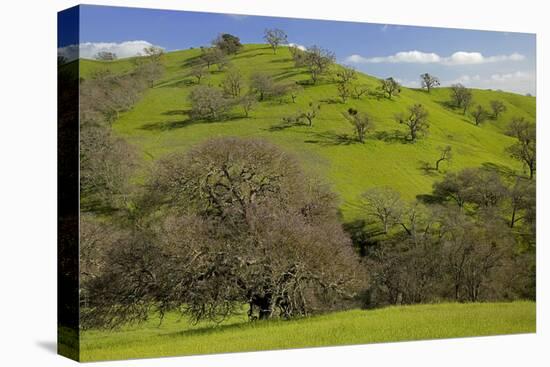 California Black Oaks, Mt Diablo State Park, California, USA-Charles Gurche-Premier Image Canvas