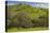 California Black Oaks, Mt Diablo State Park, California, USA-Charles Gurche-Premier Image Canvas