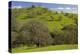 California Black Oaks, Mt Diablo State Park, California, USA-Charles Gurche-Premier Image Canvas