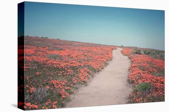 California Blooms IV-Elizabeth Urquhart-Premier Image Canvas