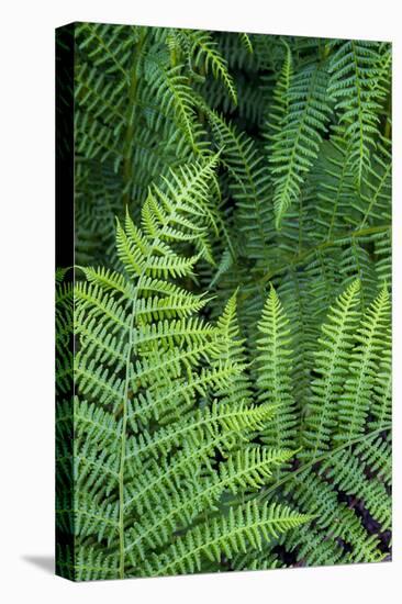 California. Bracken Fern, Redwood State and National Park-Judith Zimmerman-Premier Image Canvas